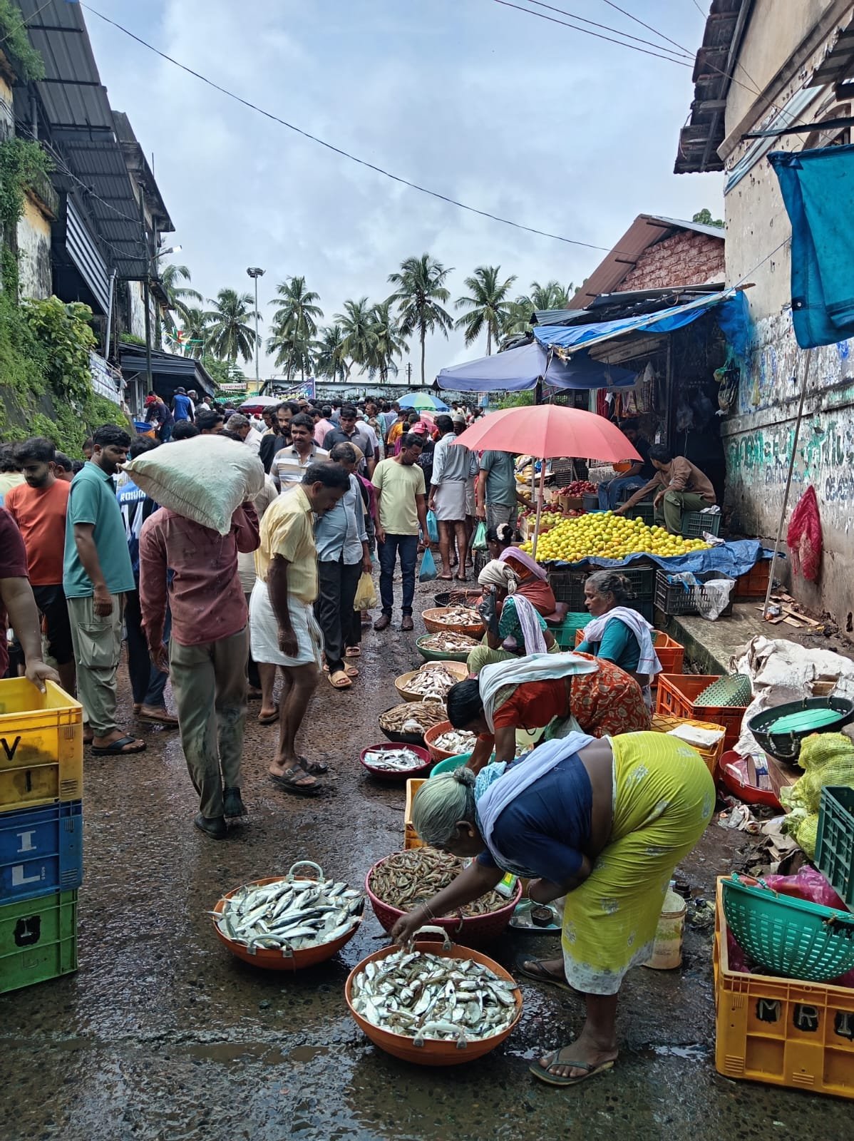 മഴ കുറഞ്ഞു, കടൽ ശാന്തം; മീൻ നിറഞ്ഞ് മാർക്കറ്റുകൾ ഉണർന്നു